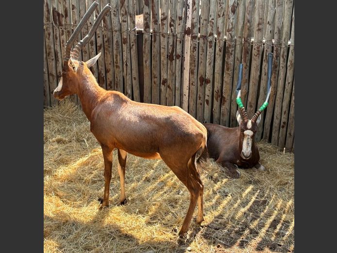 Blesbok Jagramme