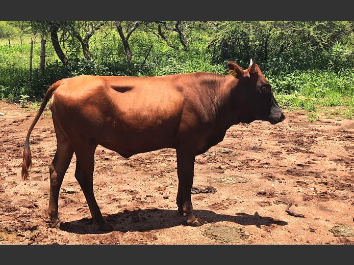 BN 240834 | BOTHMA NGUNIS