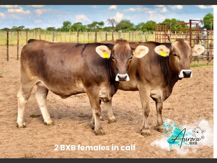 COMMERCIAL FEMALES |  AURORA BRAUNVIEH STOET