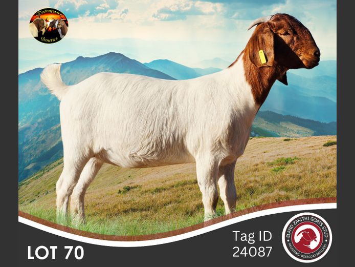 240087 | ELAND ZAKITHI BOER GOAT STUD