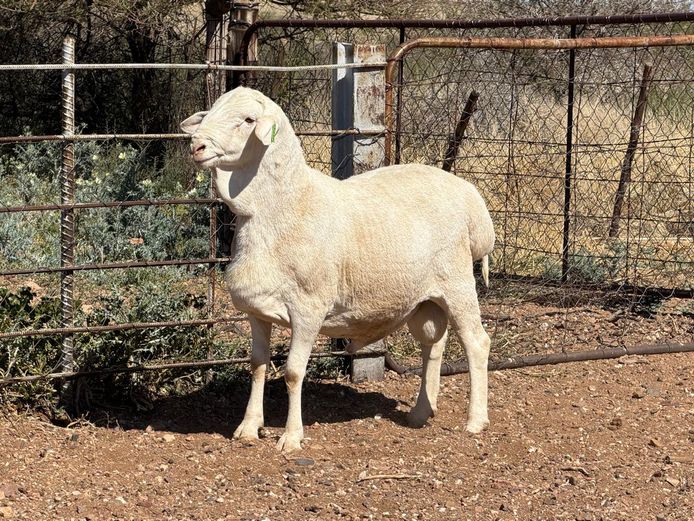 4 - 197 | De Hoop Boedery