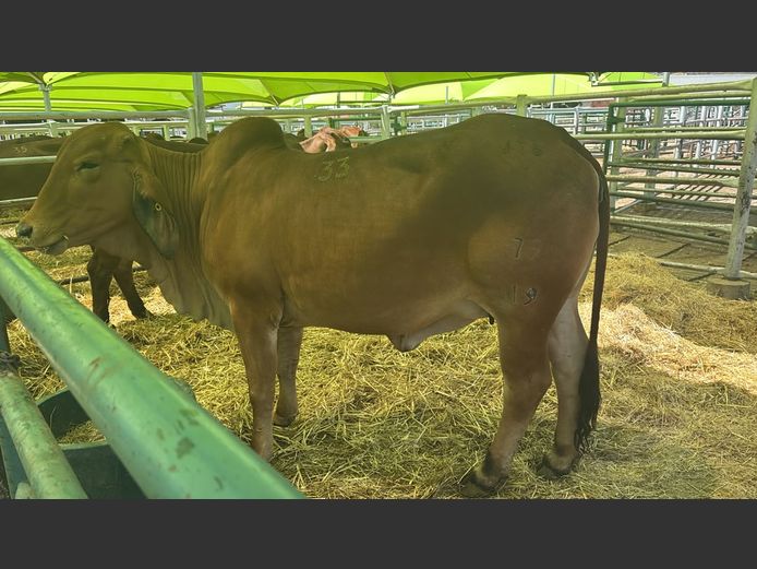 COMMERCIAL COWS | TJIRI RED BRAHMAN 