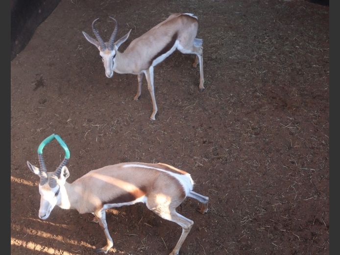SPRINGBOKKE