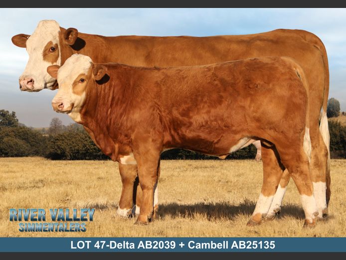 AB2039 | PA ABRAHAMSE