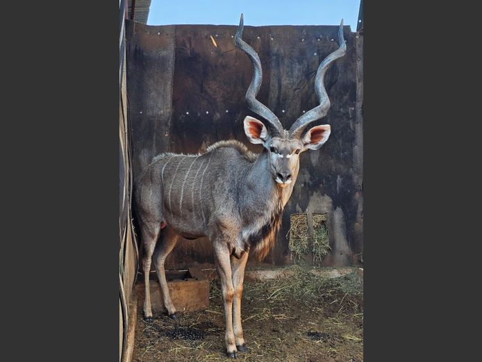 KUDU | MABALINGWE
