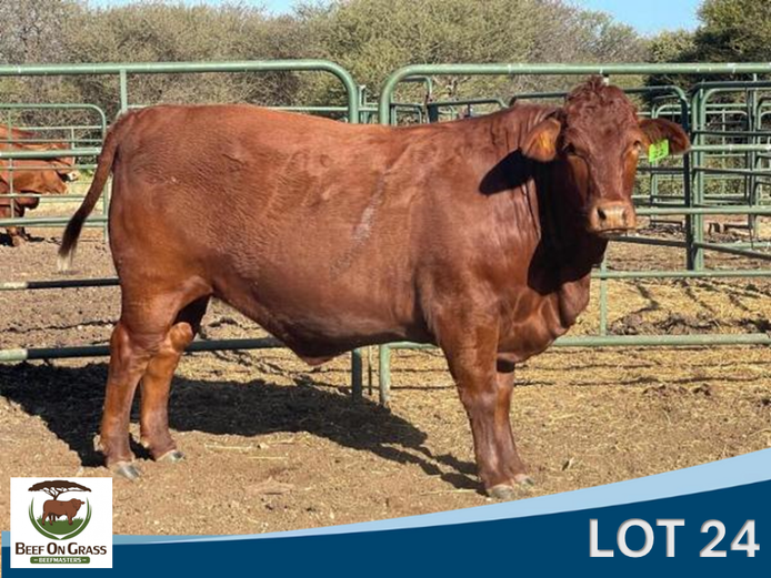BOG 220022 | BEEF ON GRASS PTY LTD