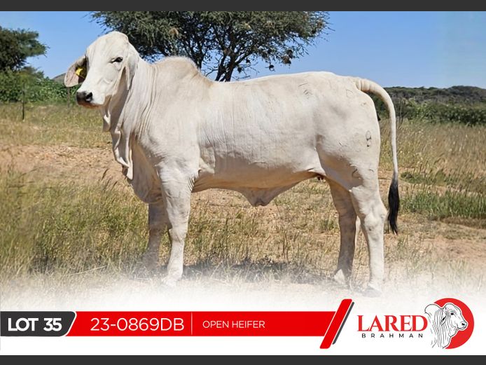 23-0869DB | LARED BRAHMAN
