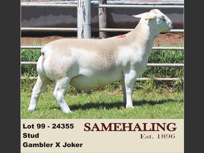 24355-331 | SAMEHALING  WIT DORPERS