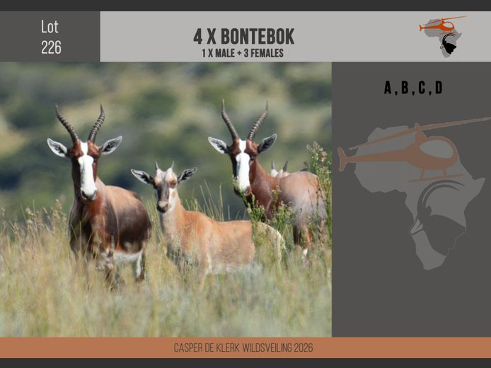 Bontebok
