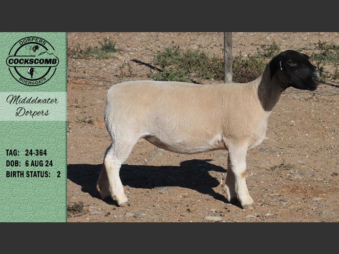 24-364 | Middelwater Dorpers