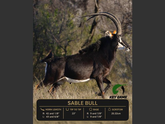 SABLE / SWARTWITPENS | KEY GAME