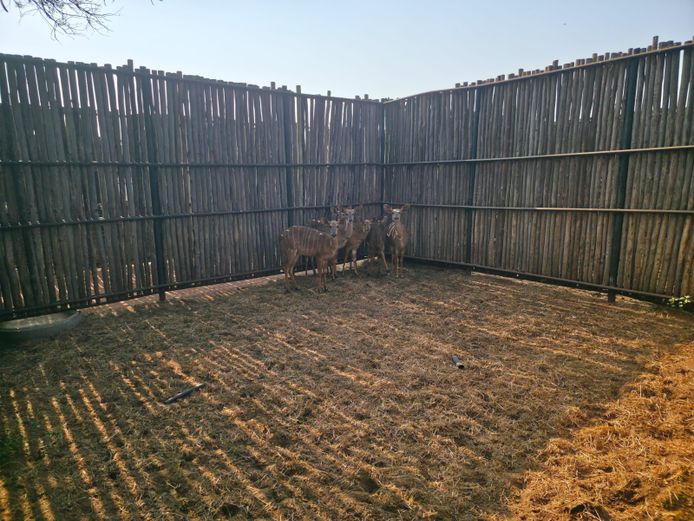 NJALA | THABAMANZI