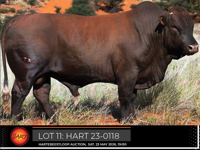 HART230118HH(c) | HARTEBEESTLOOP BONSMARA