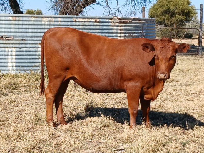 AB 230159 | CCR BEEF (PTY) LTD