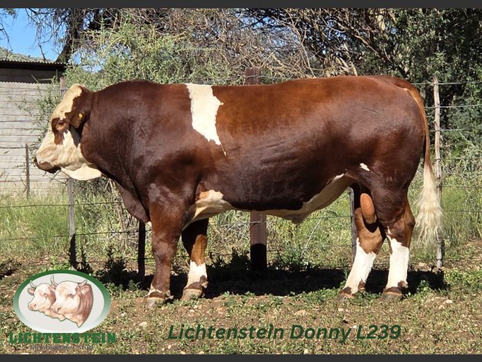L239 | LICHTENSTEIN SIMMENTALER