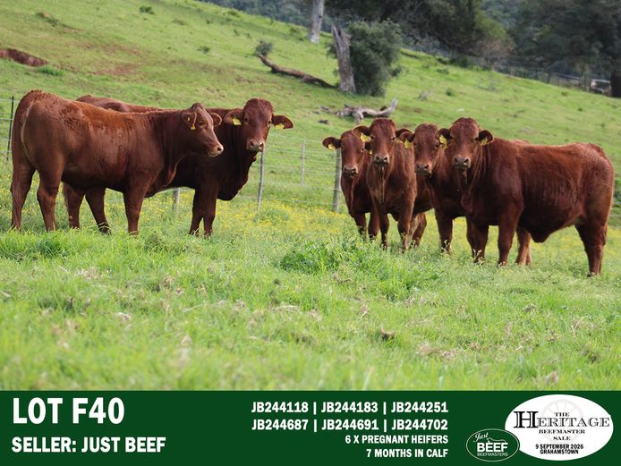 Female Animals | Just Beef