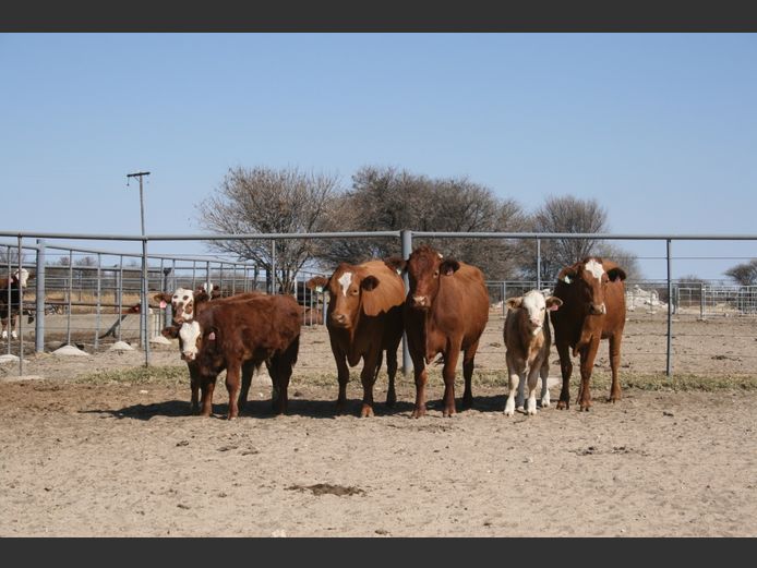 Commercial Animals