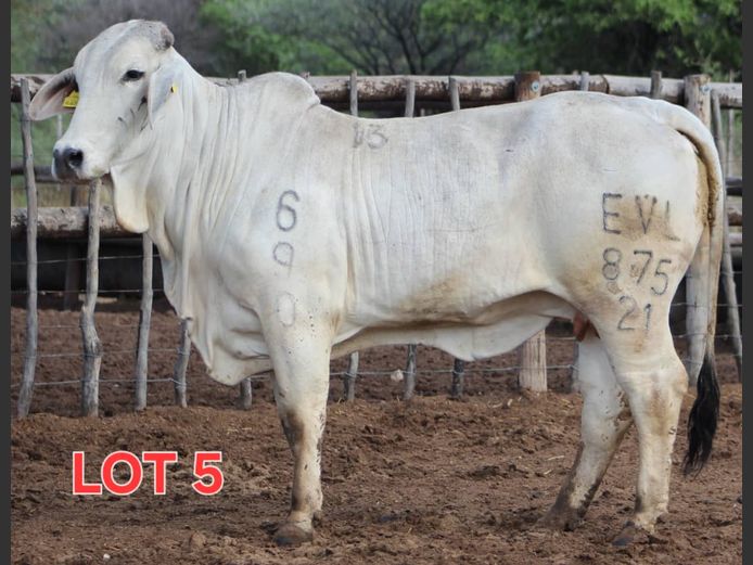 WHITE BRAHMAN - HEIFER