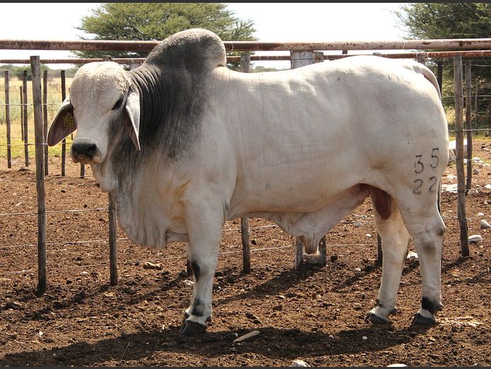 22-0035KG | MAKALANI BRAHMAN