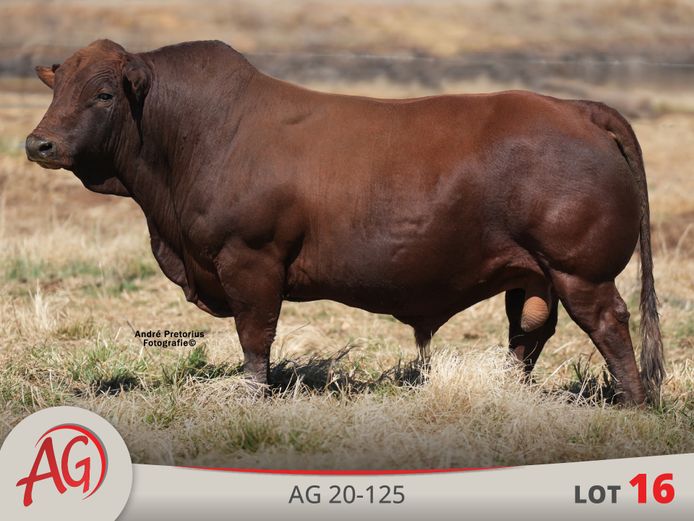 AG200125 HH(c) | ARTHUR DE VILLIERS & SEUN