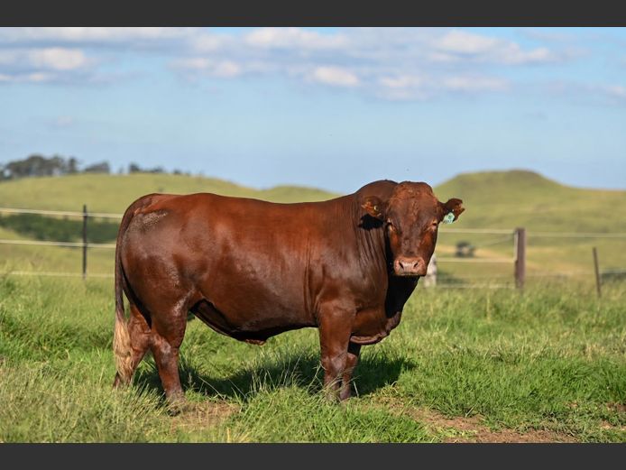 AG 230055 | 334 BONSMARA STUD