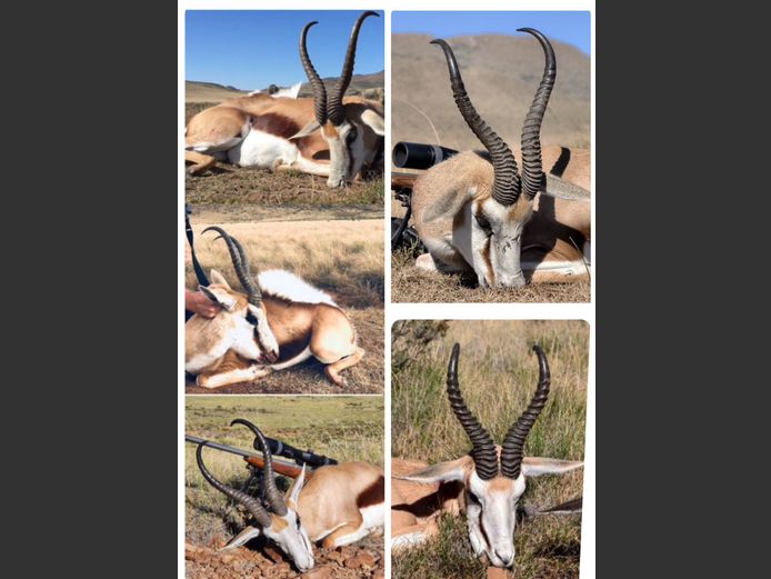 Trophy hunt for 2 Kalahari Springbuck Rams  2026 hunting season | Jagpoort Hunting Safaris