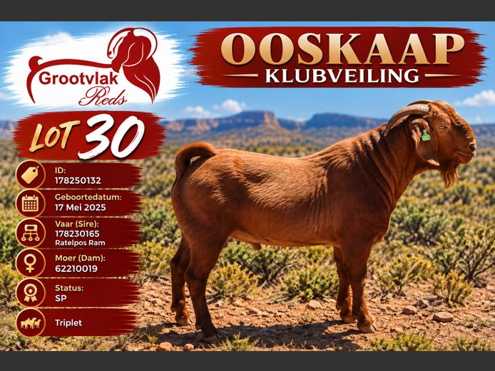 178250131 | Grootvlak KR