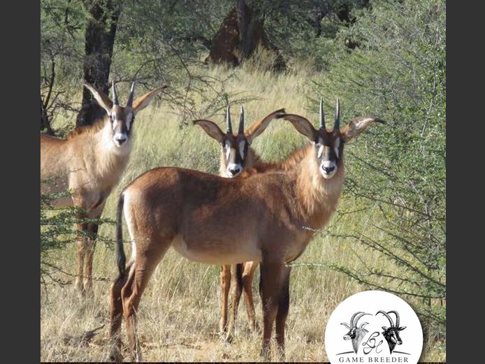 Roan Heifers | WATERBERG PLATO GAME BREEDERS