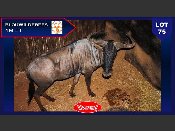 BLUE WILDEBEEST