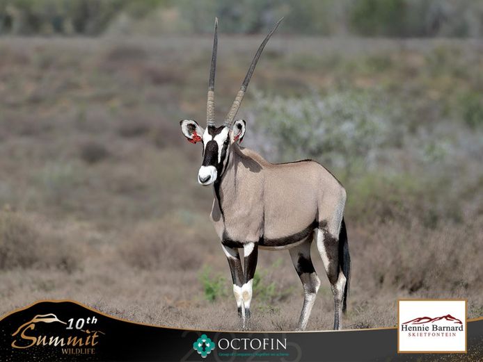 Oryx Heifer - Stacked Genetics