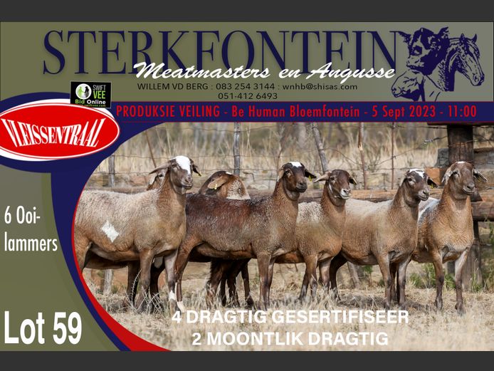 Ewes | Sterkfontein Meatmasters