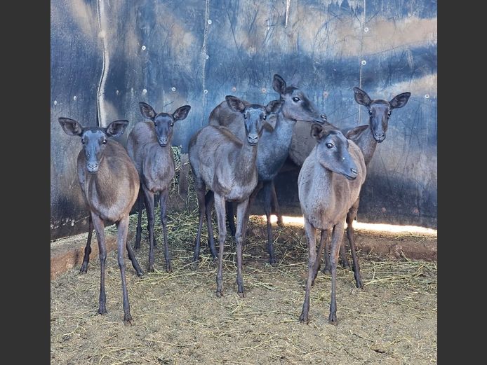 BLACK IMPALA | SAVANNAH (2)