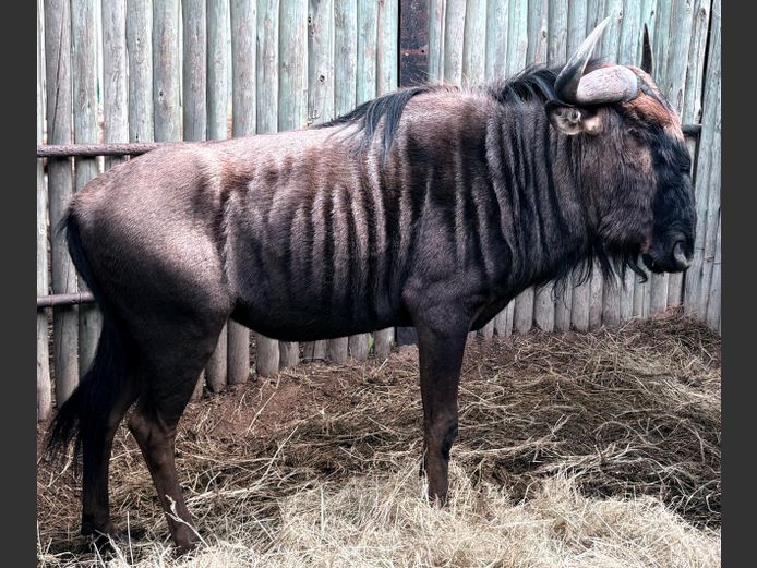 Blouwildebees Bul