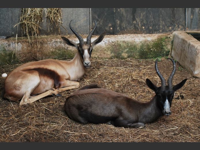 BLACK SPRINGBOK | BIRKEN VERVOER