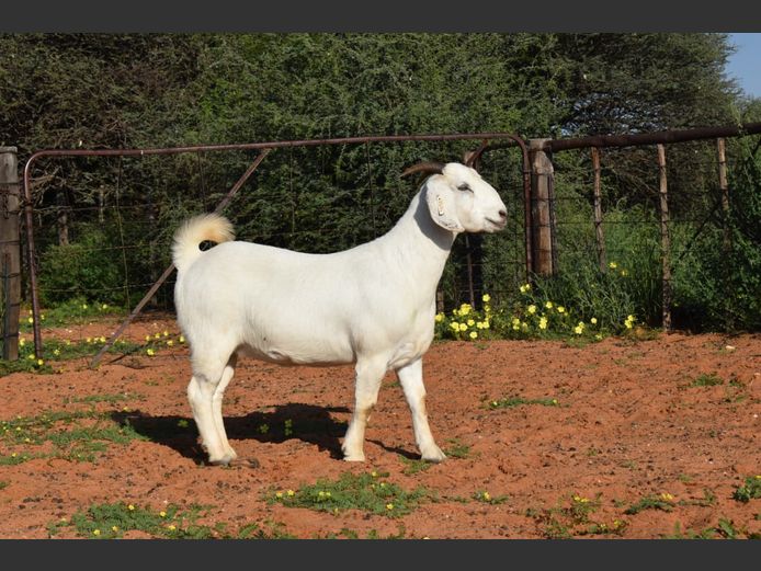 78 24 0094 | SUMMERVILLE TRUST