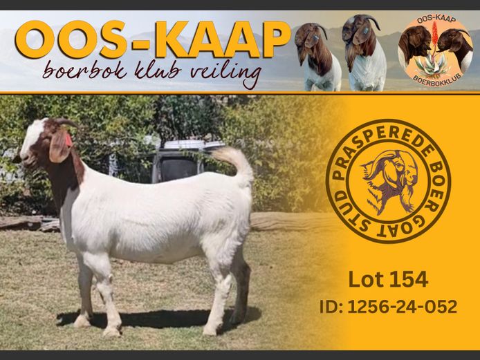 24-052 | Prasperede Boerbok Stoet