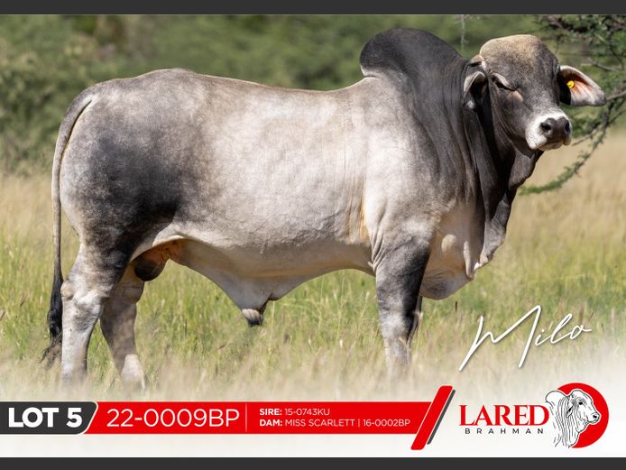 22-0009BP | LARED BRAHMAN 