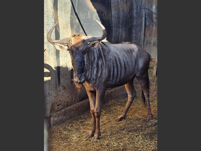 BLUE WILDEBEEST | KRUISRIVIER