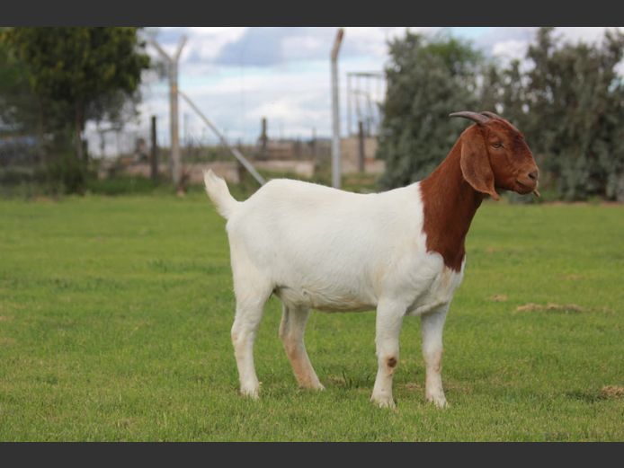 25-046 | Bossieboerdery
