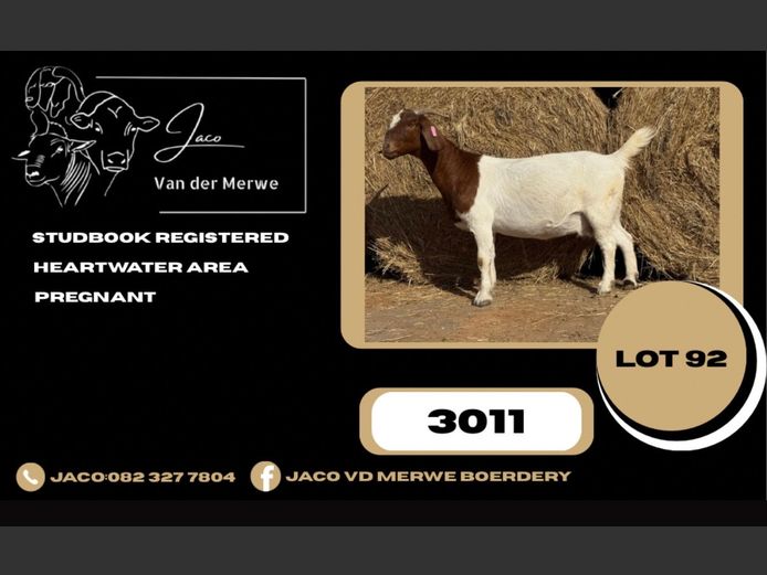230011 | JACO VAN DER MERWE