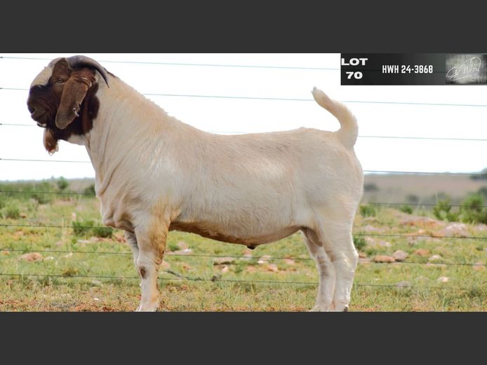 HWH24-3868 | G VAN WYK