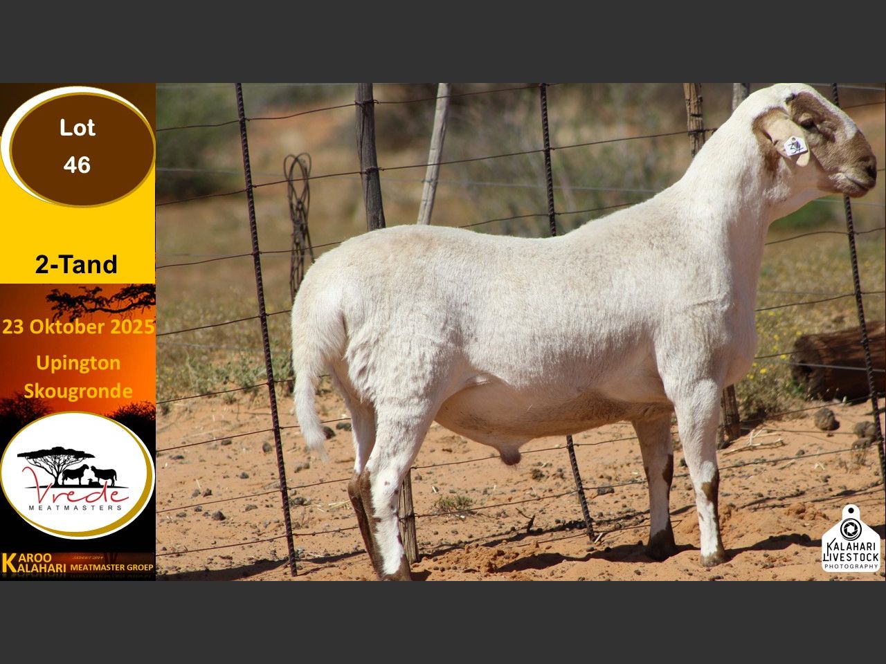 Lot 46 | KALAHARI KAROO MEATMASTER GROEP 38STE VEILING | SwiftVEE ...