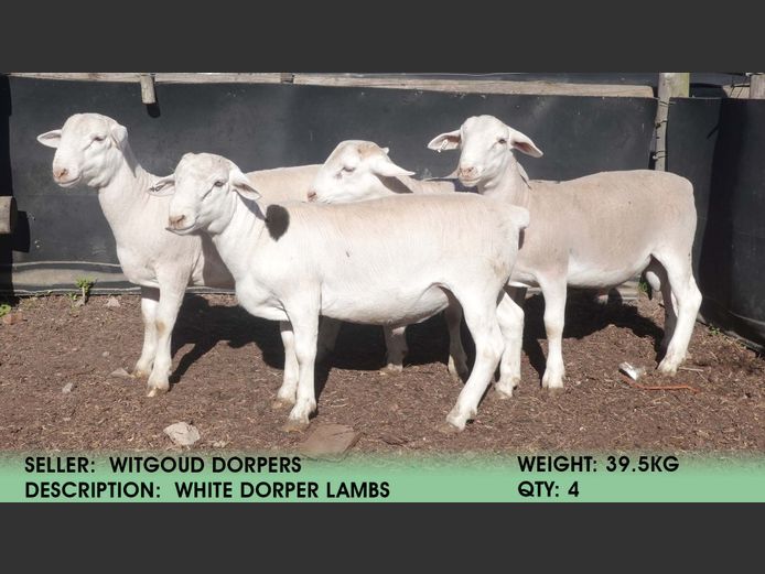 Lambs | Witgoud Dorpers