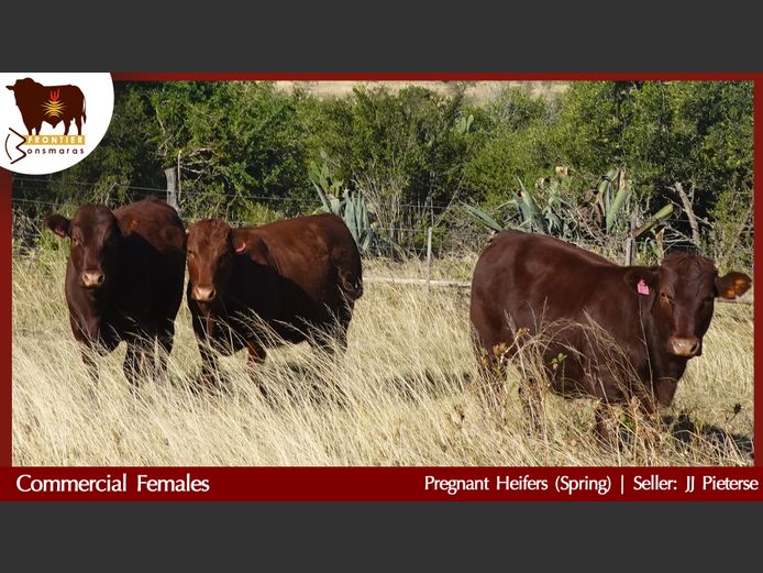 Commercial Animals | J J Pieterse