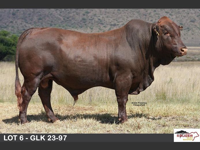 GLK 230097 | KRUGER GLEN BONSMARAS