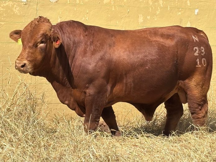 23-0010N | OAS BEEFMASTERS