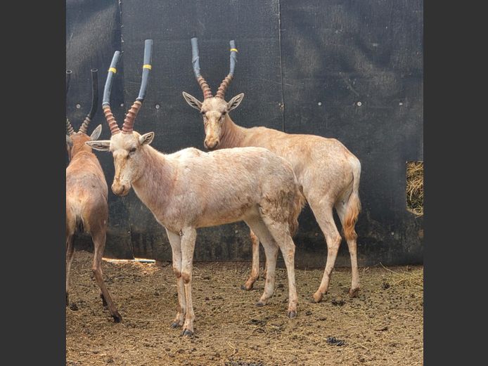 WIT BLESBOK | D CILLIERS
