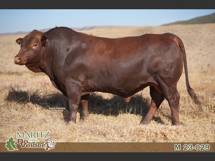 M230029 | Maritz Bovelders