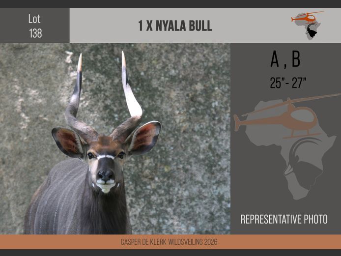 Nyala (25" - 27")