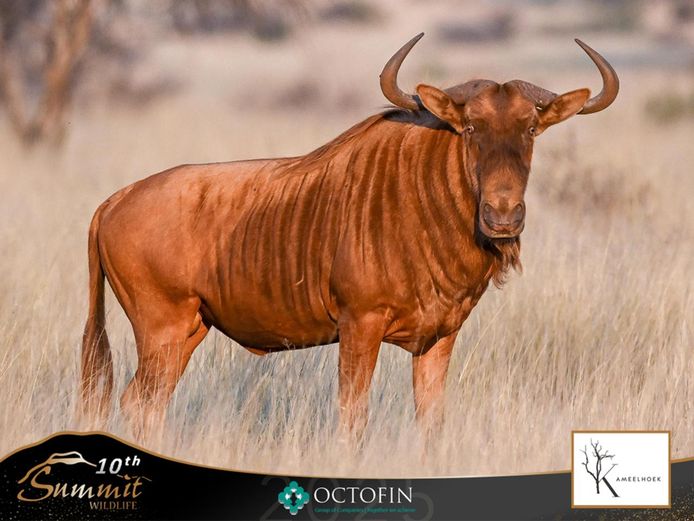 32" Golden Wildebeest Bull